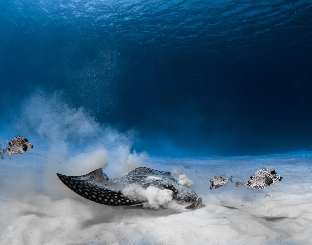 Balance Beneath the Waves