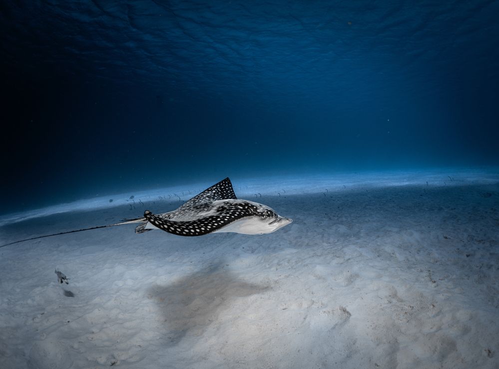 Balance Beneath the Waves