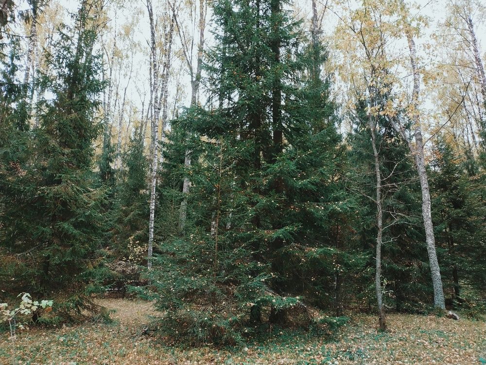 Photograph by Инна Голубева
