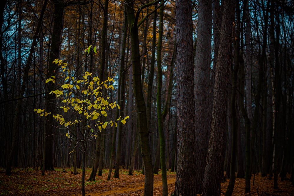 Фотография автора Михаил Наволокин