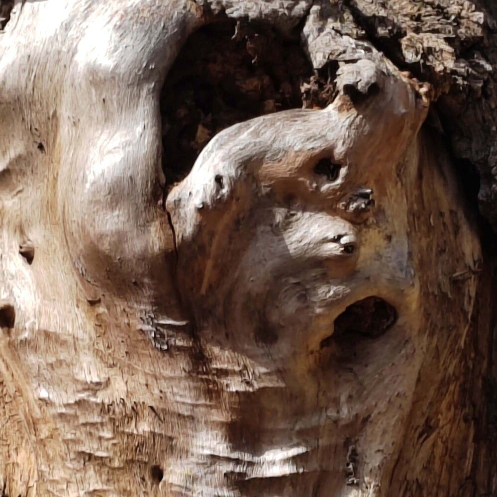 Ужас дерева.