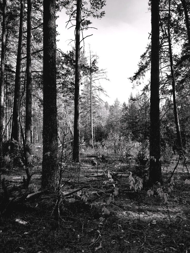 Фотография автора Елена Пикатова