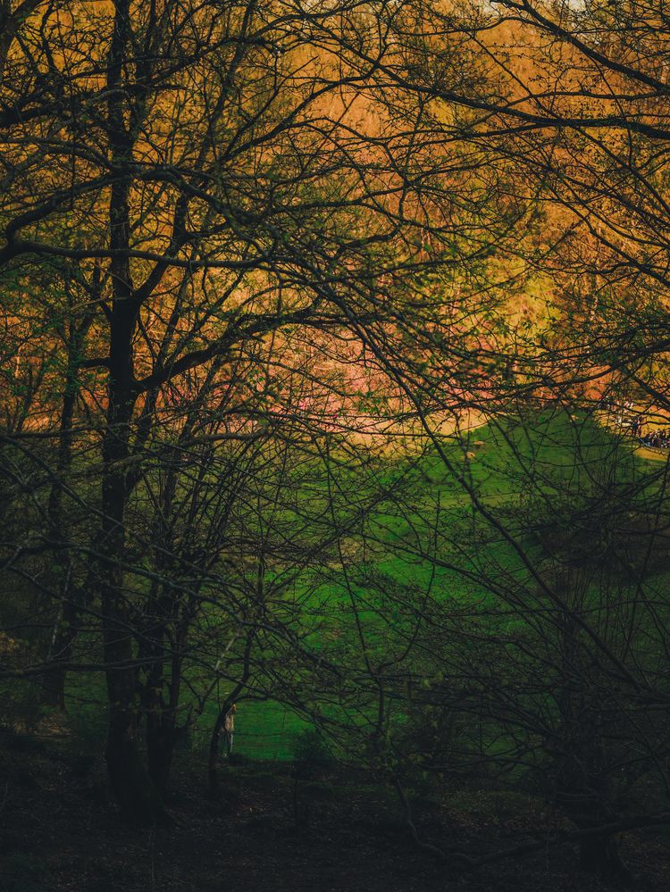 Photograph by Mehrad Mallaei