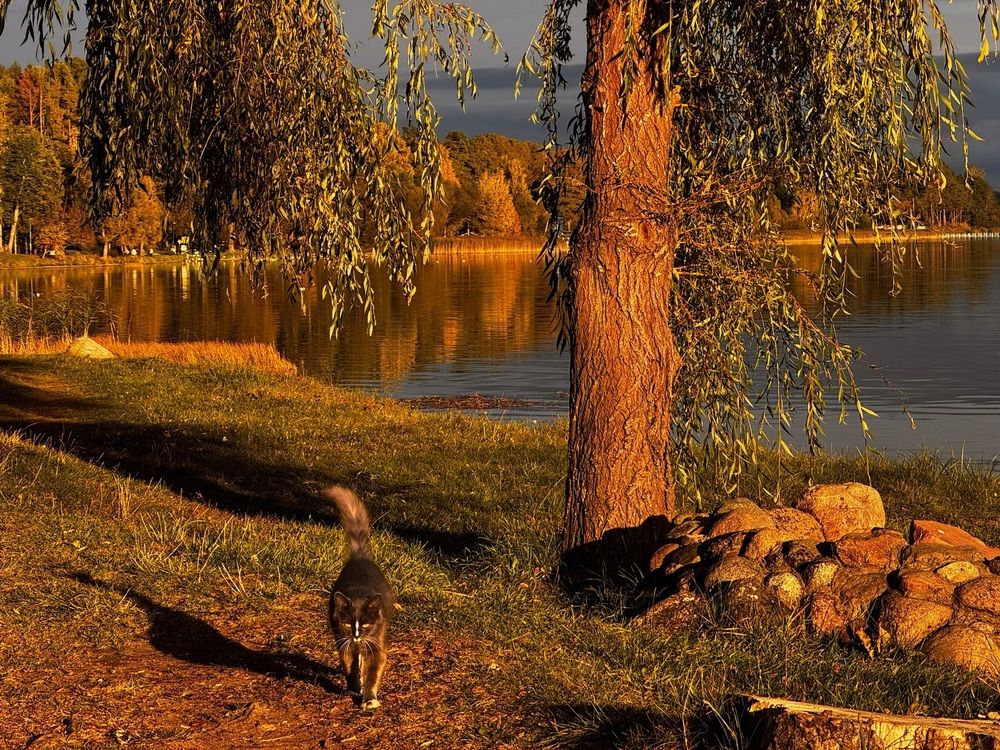 Naroch cat