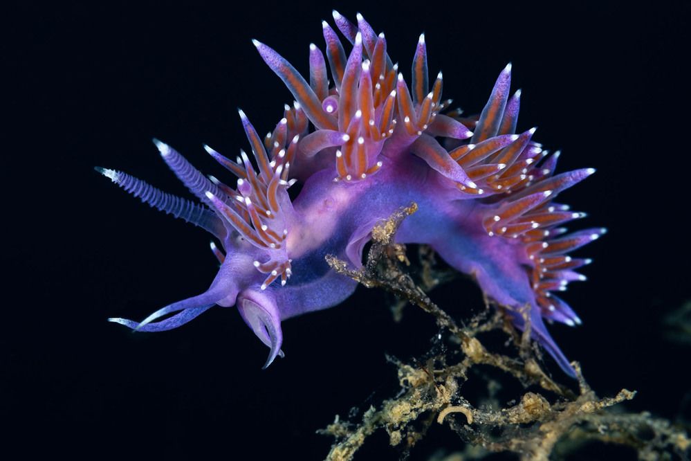 Flabellina ischitana