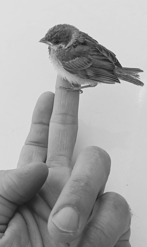 گنجشک بی پناه
