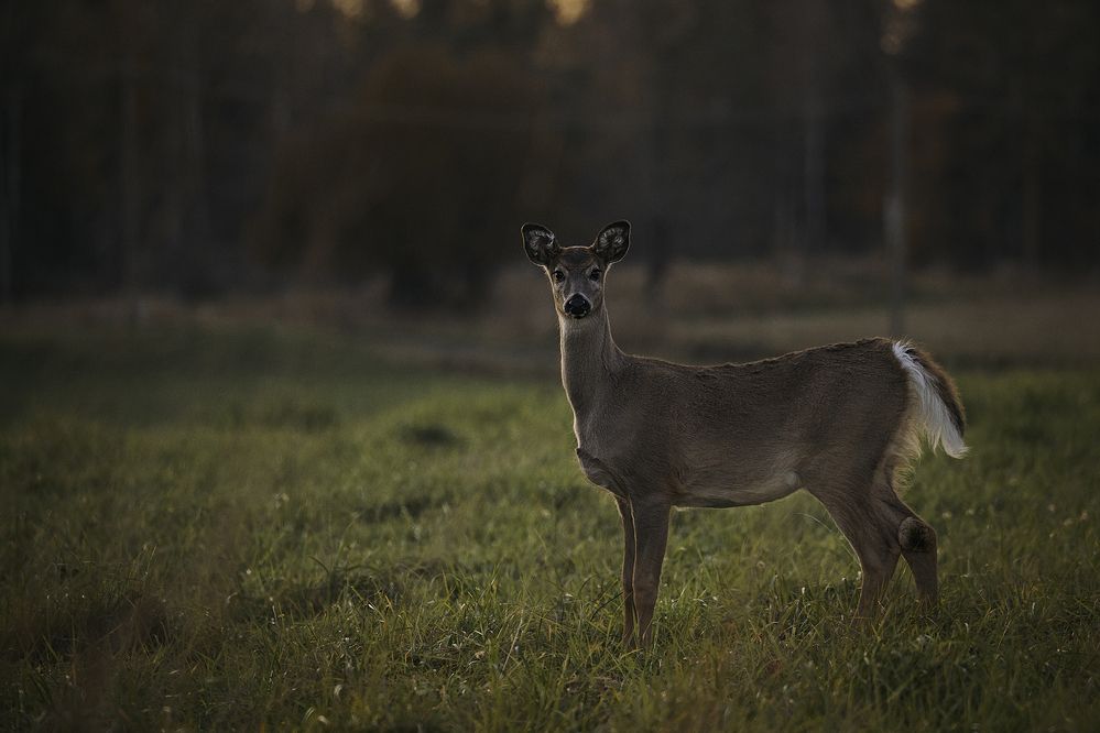 Deeres on autumn evening