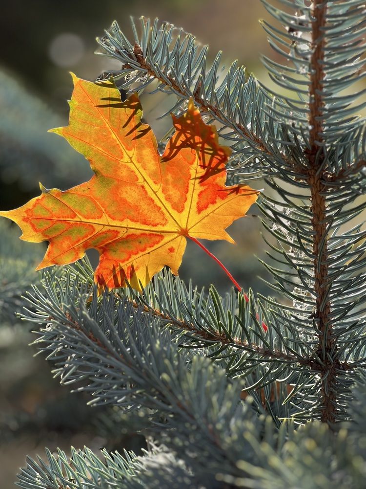 Photograph by Татьяна Волохова
