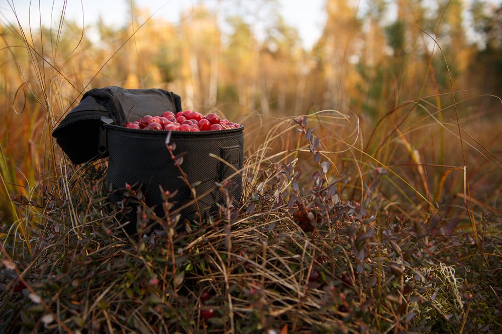 Photograph by Дарья Улюсова