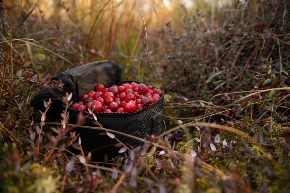 Photograph by Дарья Улюсова