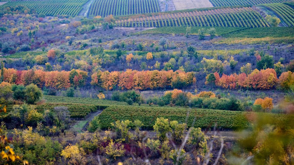 Photograph by Natalia Ghimp