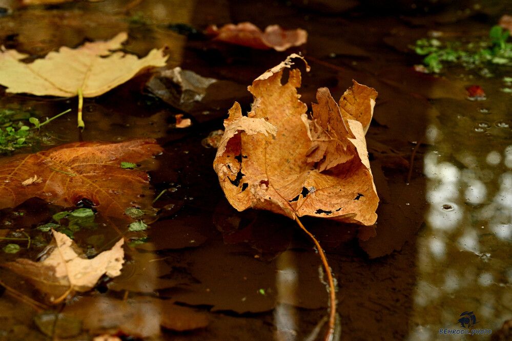 Photograph by behrooz roosta