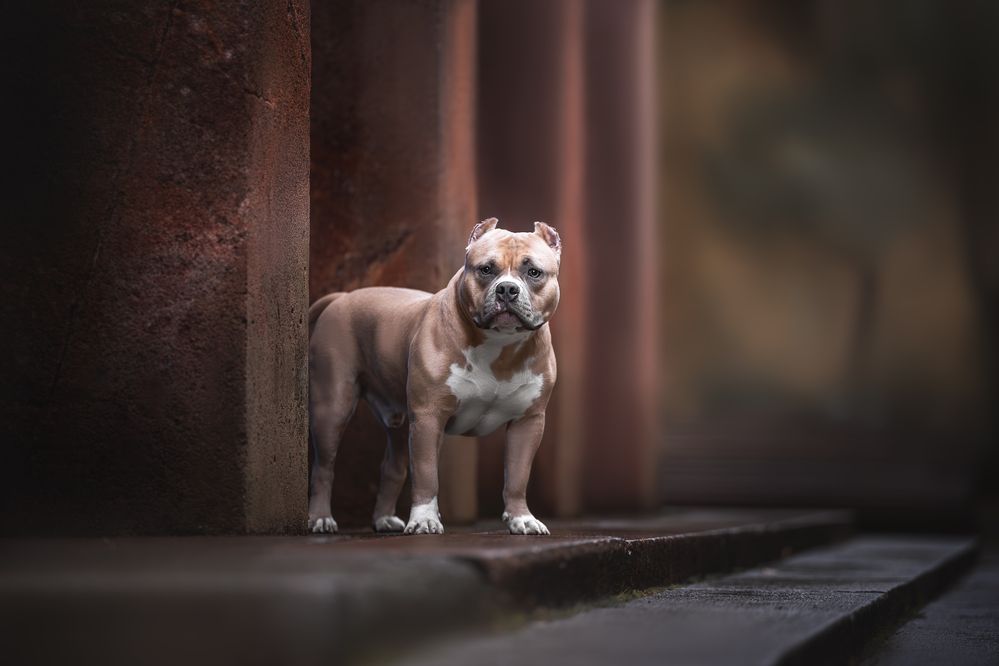 Фотография автора Ирина Голомб