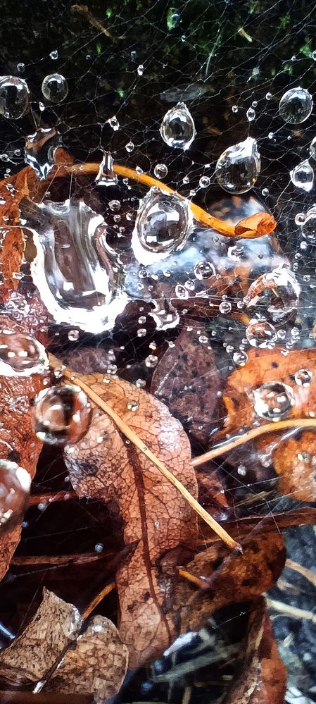 Капли дождя на паутине