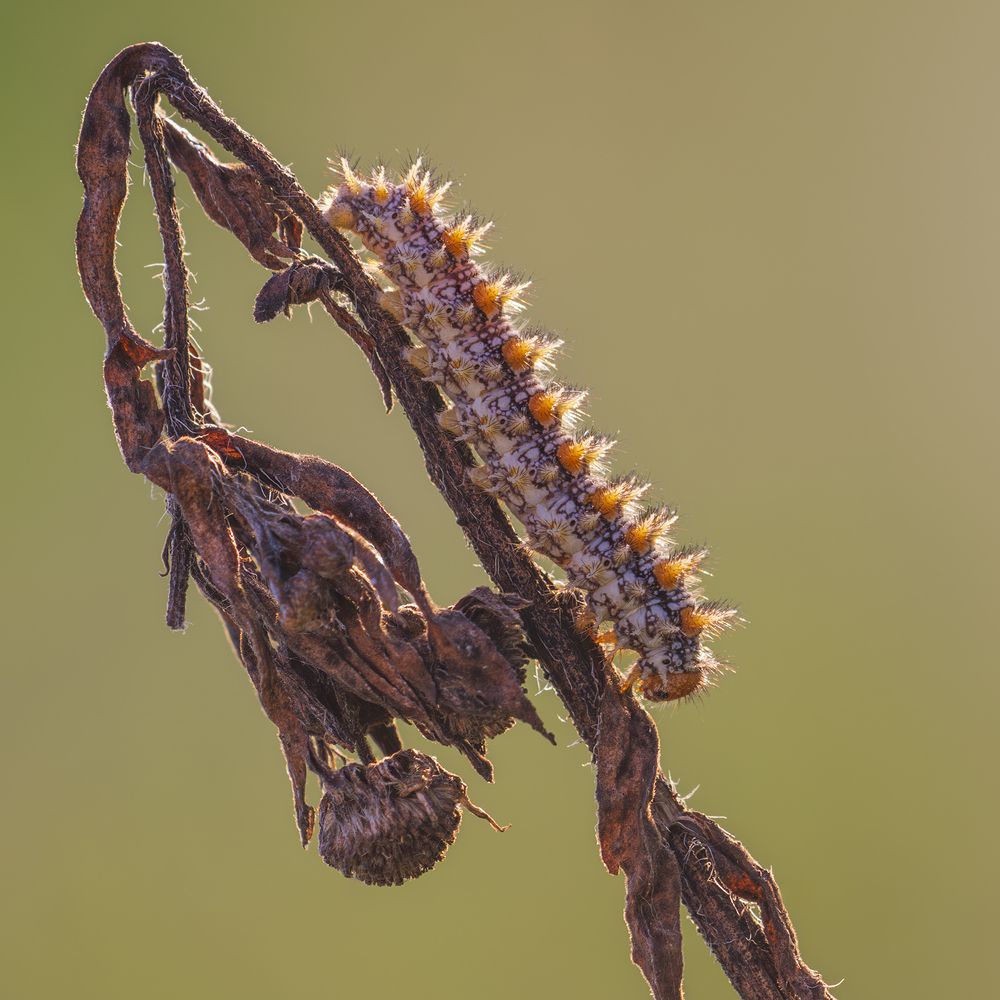 Photograph by Luca Menotti