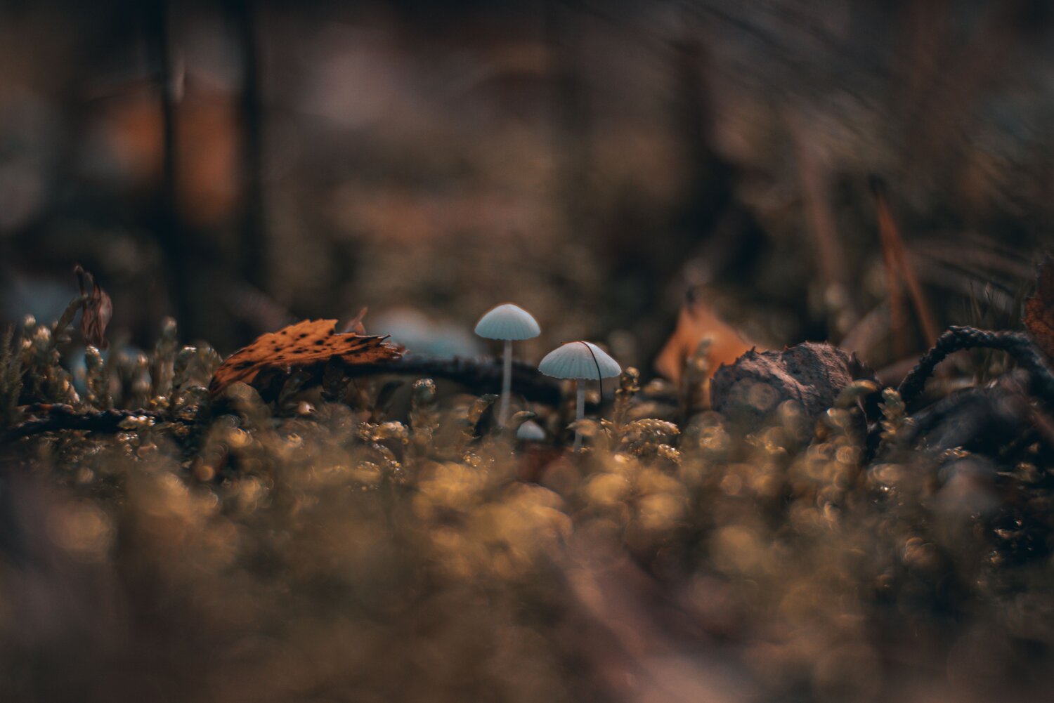 Фотография #12698760