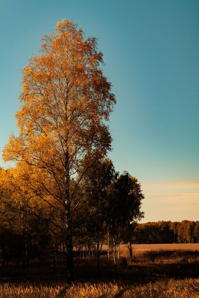 Фотография автора Aamoda Kitchen
