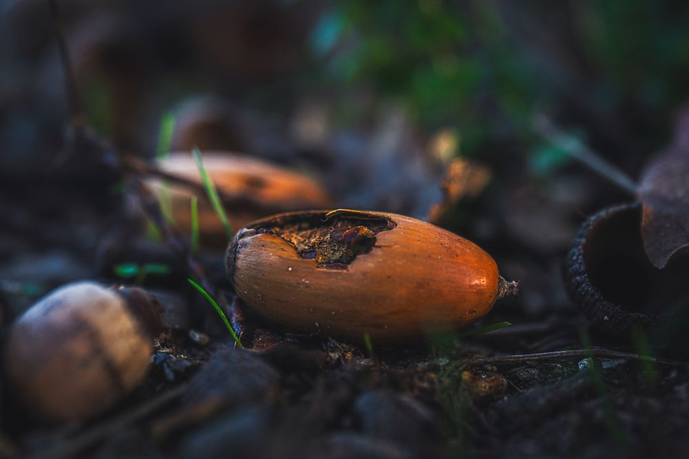 Photograph by Denis Cristian BURMELEAC