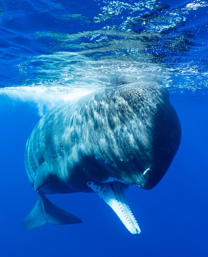 Фотография автора KOBAYASHI KIMIO