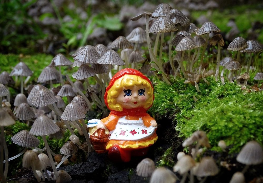 Красная шапочка в грибном лесу.