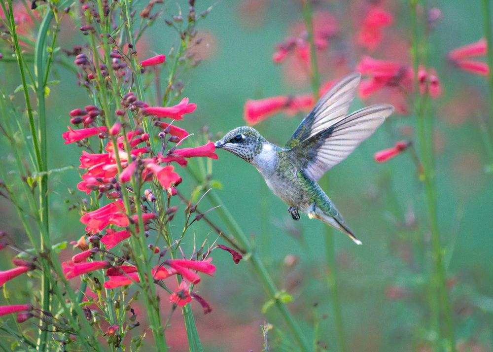Photograph by George Voronetsky