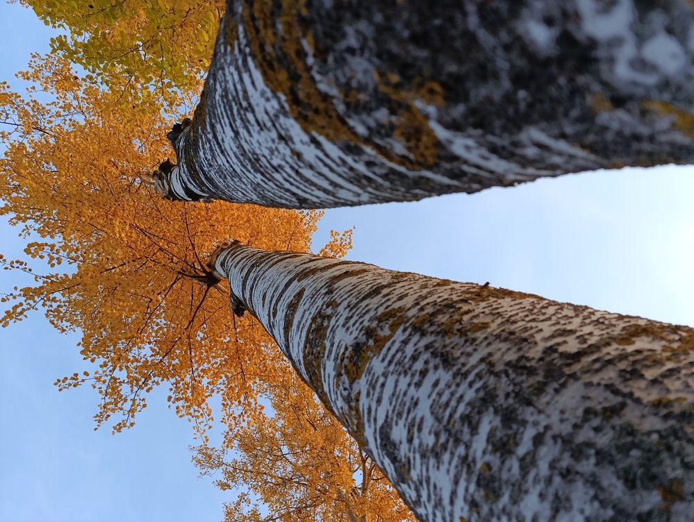 Осины подруги...