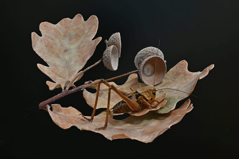 Верхом на листе дуба