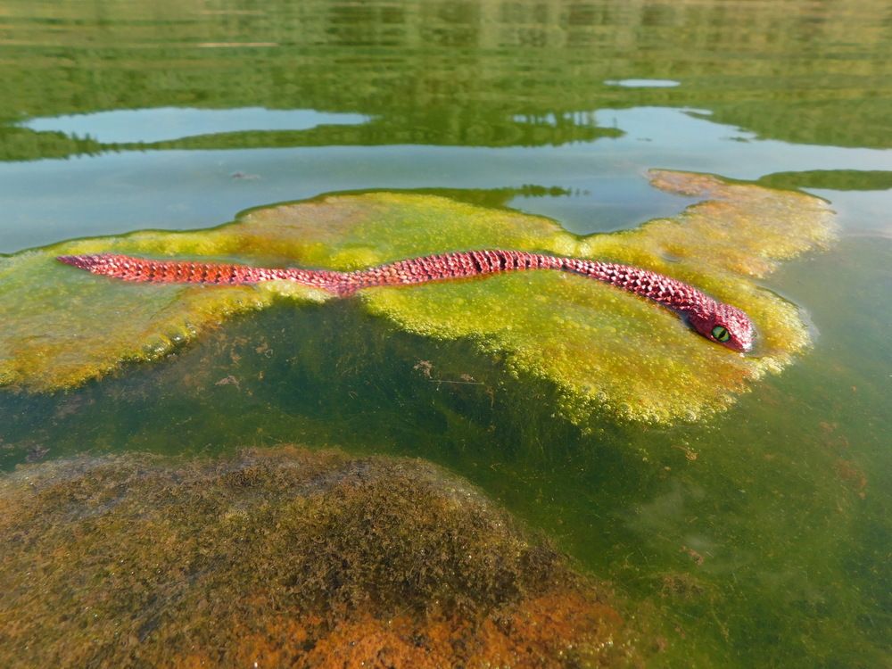 Photograph by Александр Прядко