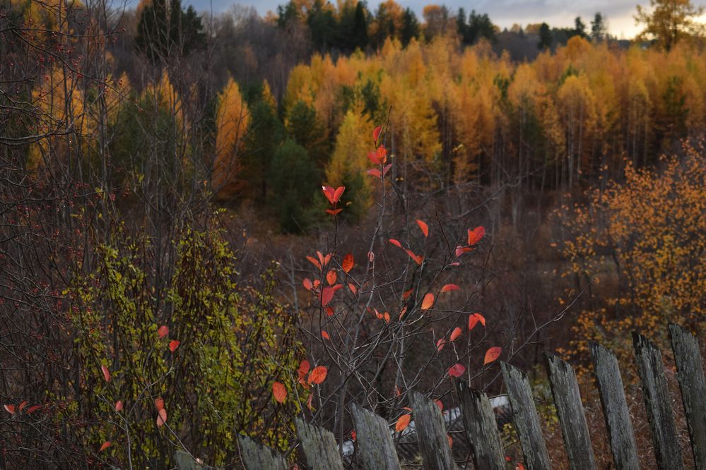 Фотография автора Оксана Льдинина