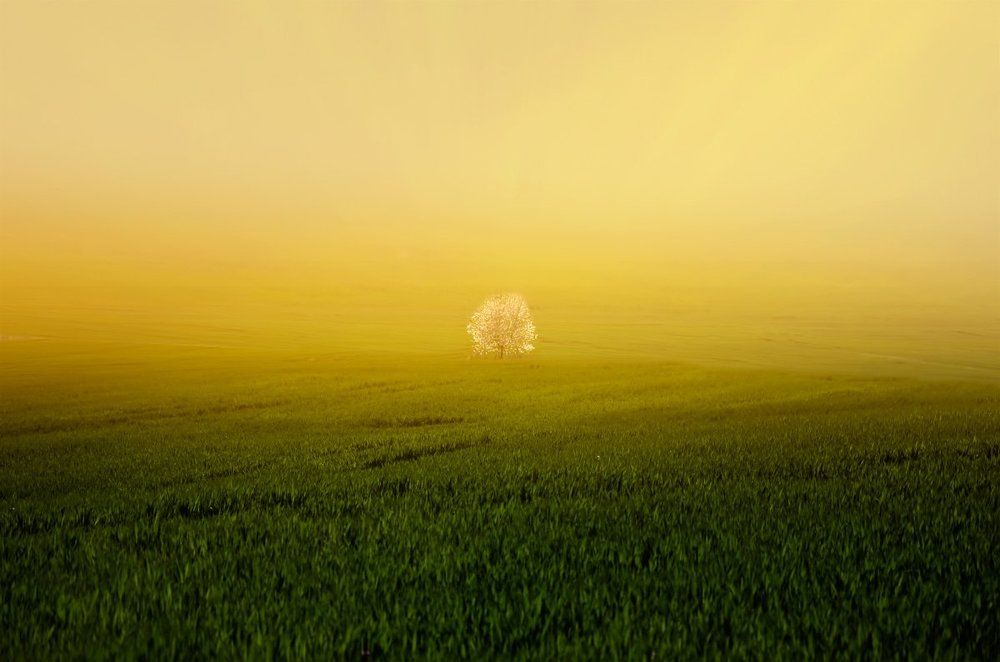 Во поле яблонька стояла!