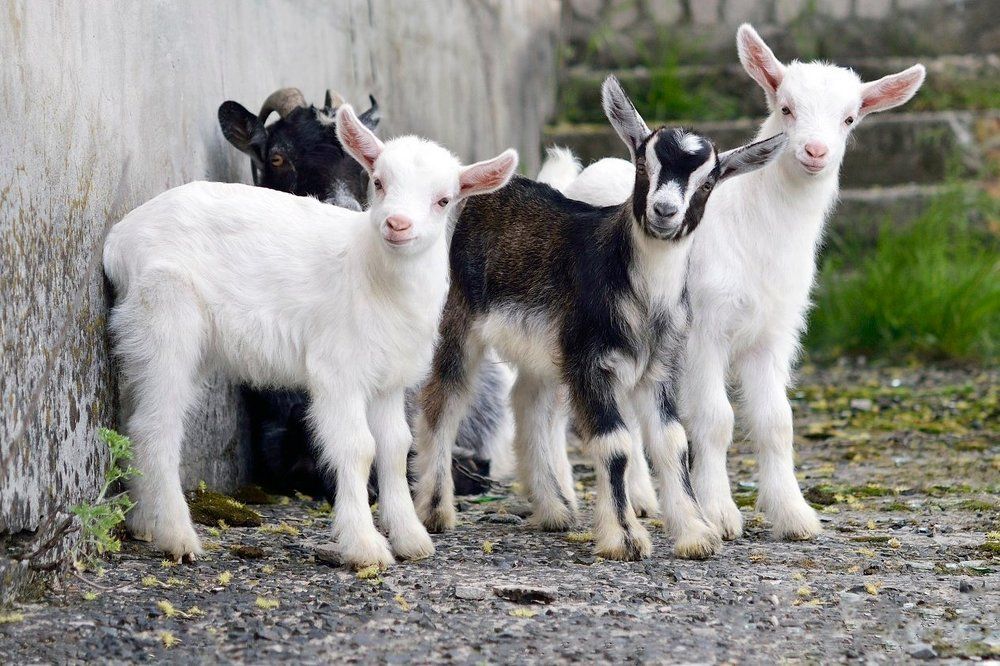 3 козленка!