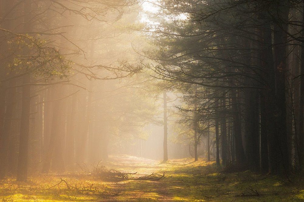 Сквозь туман