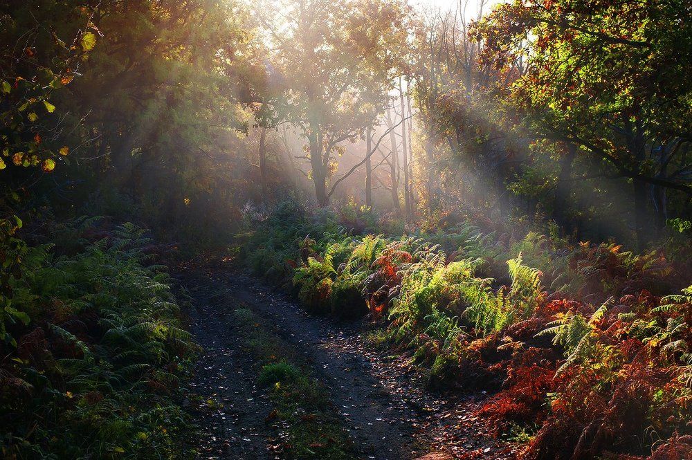 Дорога в Терабитию..