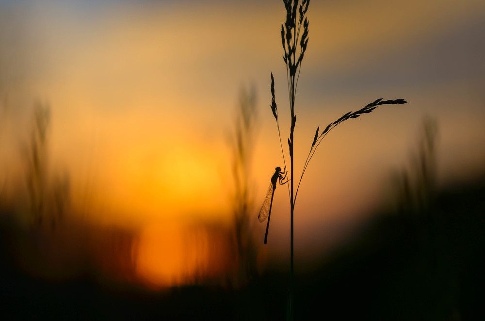 Sunset Dragonfly