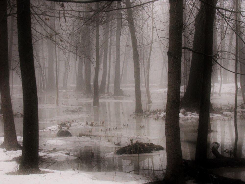 Туманное весеннее утро в старом парке..