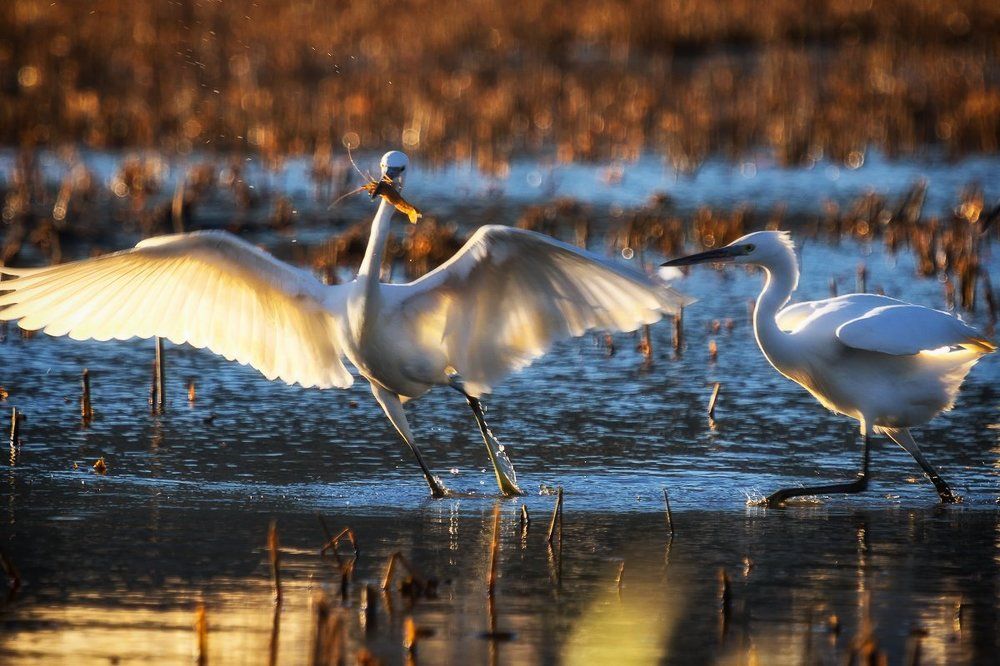 Стоять! Моё!