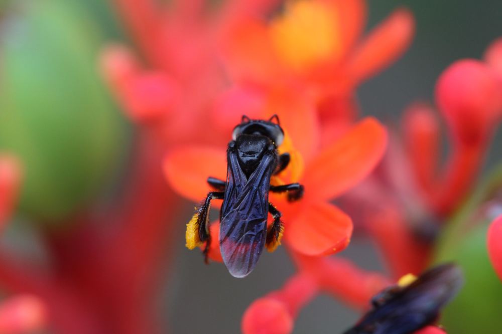 The harvest of pollen