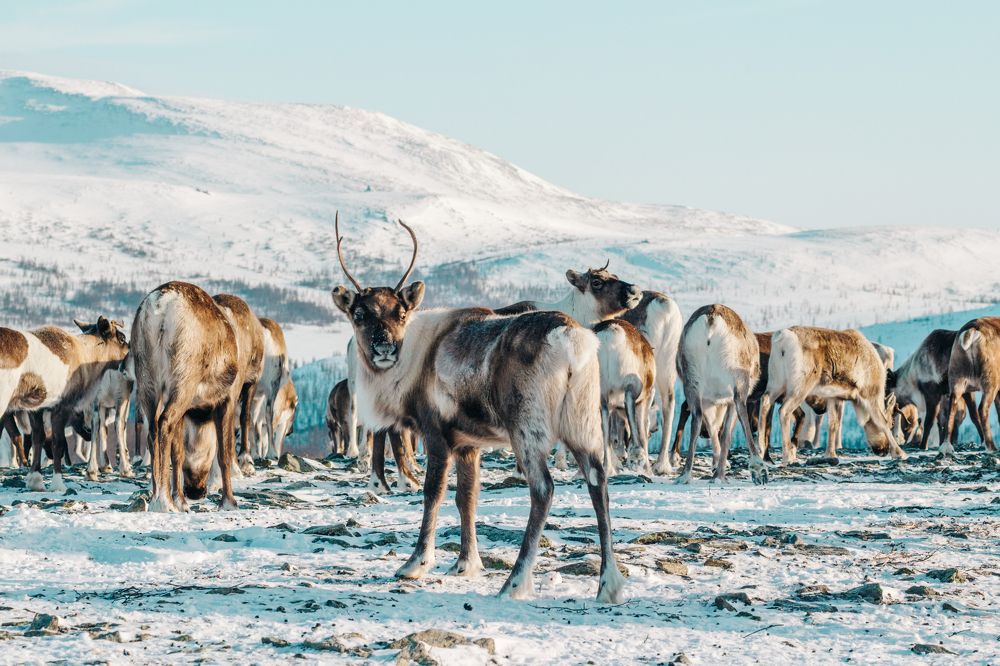 Пастбище оленей
