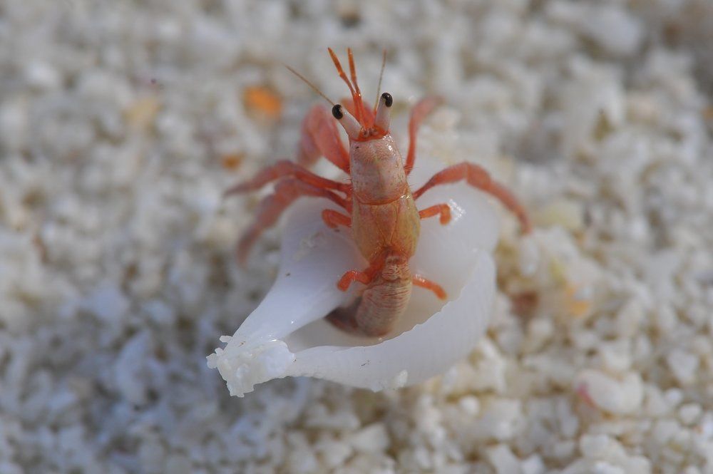 Photograph by Lazeba Anna