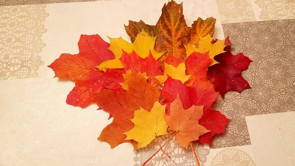 Октябрь в Петербурге. Кленовые листья с проспекта Непокоренных