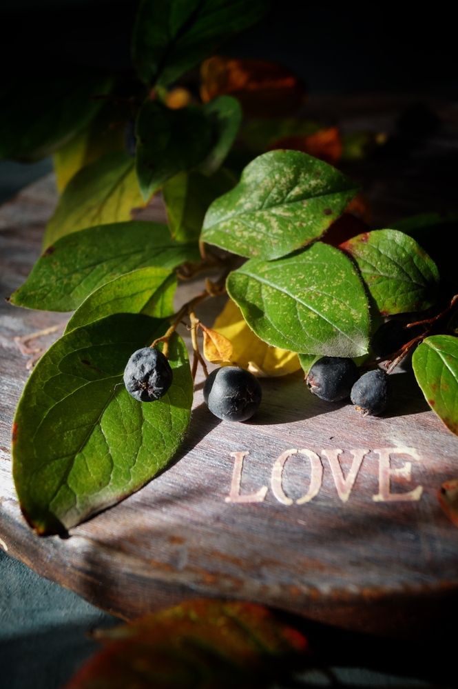 Photograph by Swetlana Smiryagina