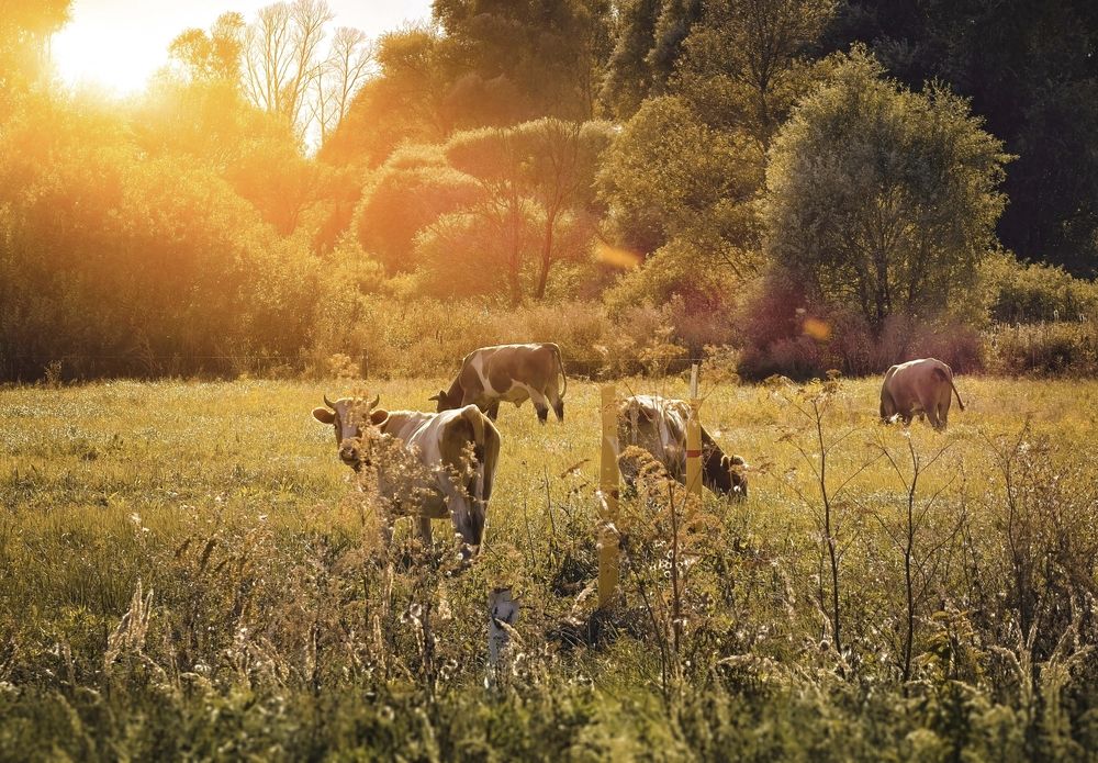 Photograph by Vladimir Frolov (1stMOD)