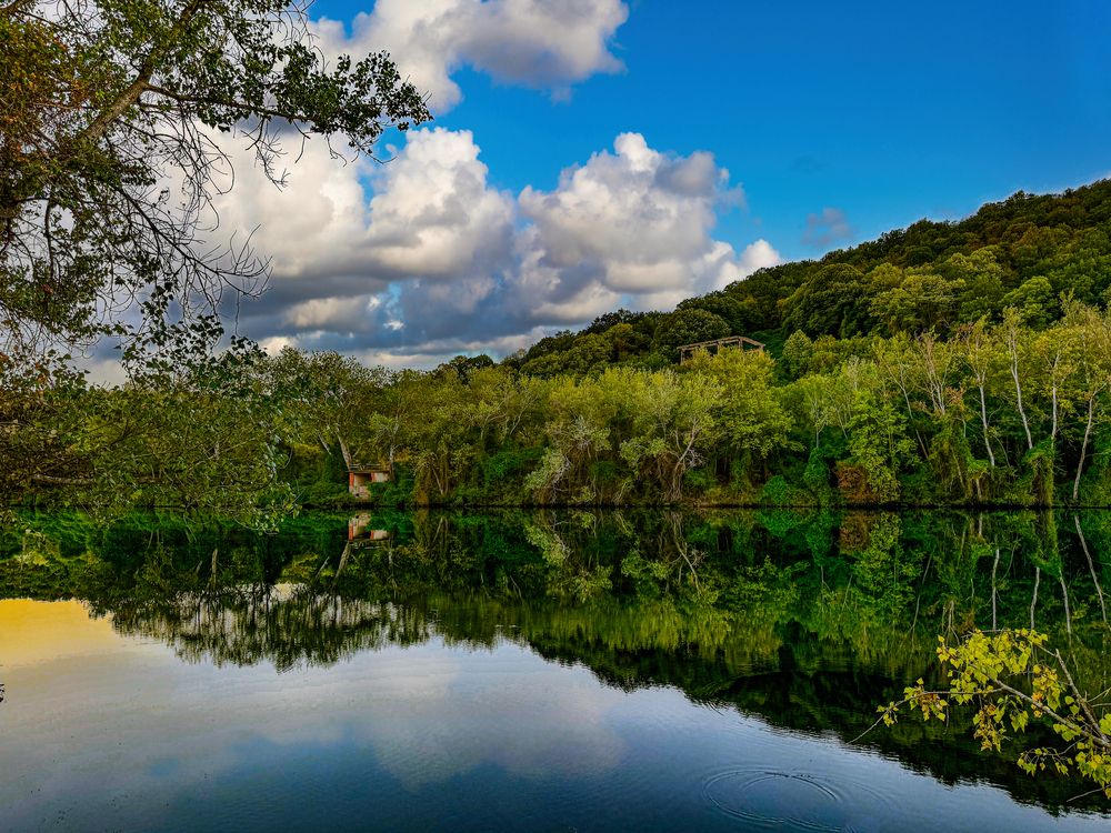 Mirror of the Whispering Forest