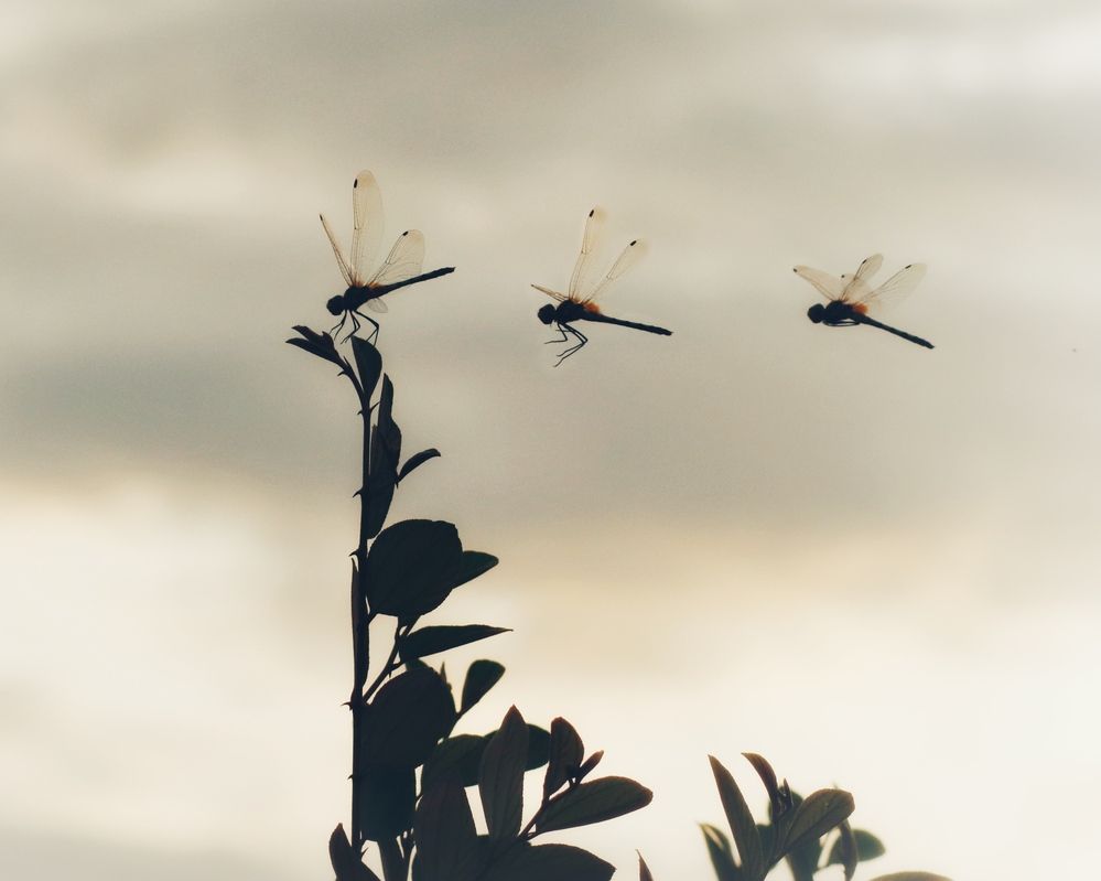 Фотография автора Washiful Majid