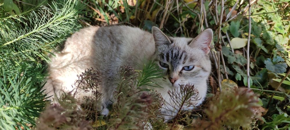Photo #12701692