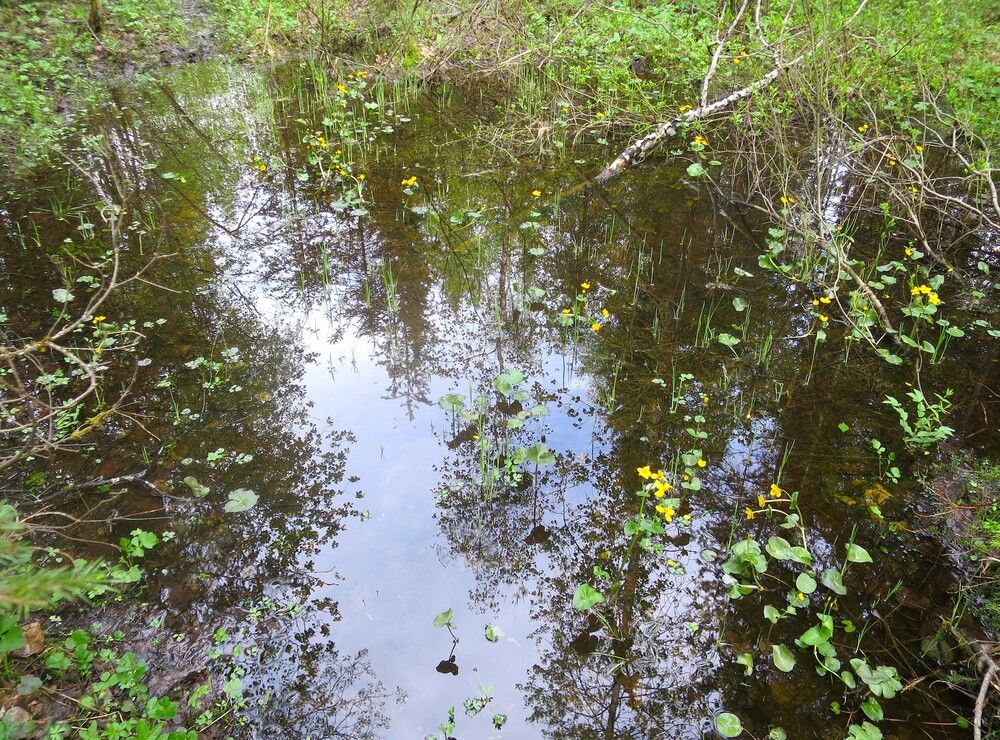 Photograph by Николай Горбачёв