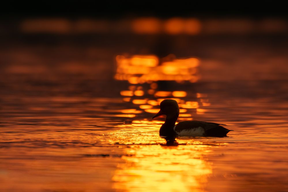 Photograph by SUHAS MANDAL