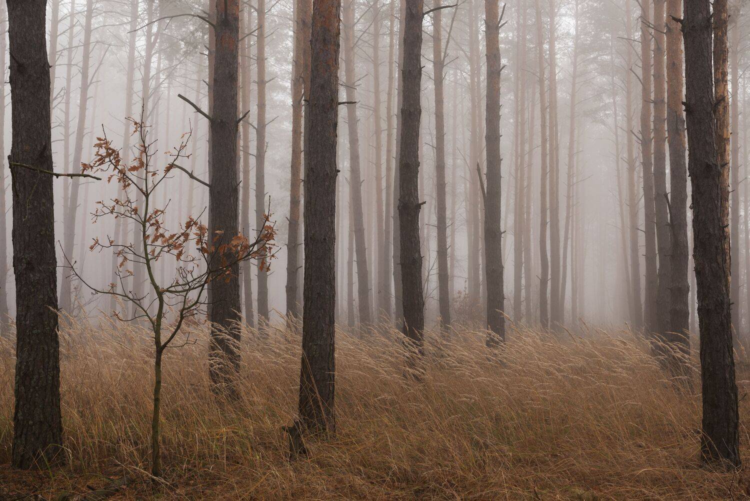 В лесу туман