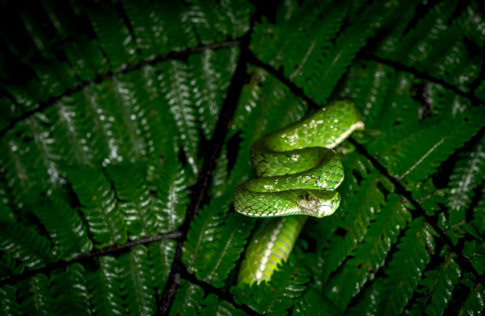 Photograph by Harsha Devalla