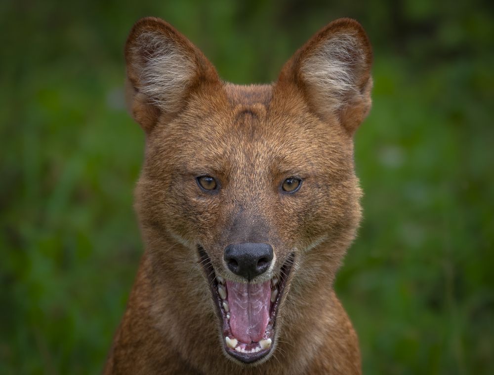 Photograph by Harsha Devalla